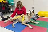 Pictures of Occupational Therapy With Animals