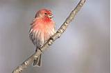 Pictures of House Finch Ohio