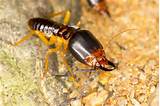 Termite Control Lowes Photos