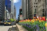 Chicago Hotels On Michigan Avenue Downtown Images