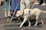 Images of Service Dogs For Seniors
