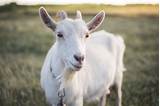 Photos of Goats Whey