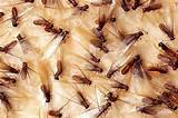 Subterranean Termites Florida Pictures