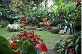 Images of Tropical Backyard Landscaping Ideas