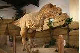 Dinosaur Fossil Discovery Photos