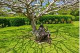 Images of Na Aina Kai Gardens Kauai