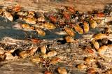 What Eats Termites In North America