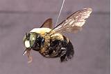 Pictures of Carpenter Bee Control Home Depot