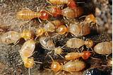 Photos of Bed Termites
