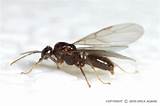Photos of Winged Termites In Bathroom
