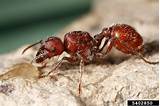Red Imported Fire Ants Pictures