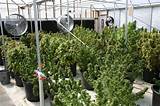 Growing Marijuana In A Greenhouse Pictures