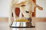 What Is The Best Dog Food On The Market Today