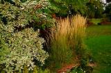 Photos of Garden Design Grasses