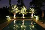 Landscape Lighting Palm Trees