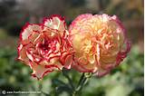 Images of A Carnation Flower