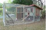 Chicken Coop Wire Fence Pictures