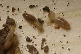 Delmar Termite And Pest Control Photos