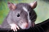 Images of A Rat