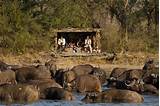 Kruger Safari 4 Day Package Pictures