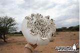 Termite Mushroom Cultivation Pictures