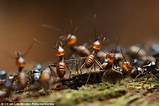 Photos of Social Termites