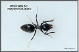 White Ants Florida