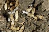 Termite Treatment Images