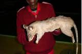 Images of Giant Rat