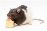 Images of Rat Cheese
