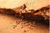 Do Carpenter Ants Eat Termites Images