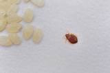 Pictures of Boric Acid Bed Bug Control