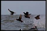 Chesapeake Bay Duck Hunting Outfitters Photos