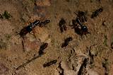 Images of Termites Jump