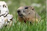 Images of Woodchuck Pest Removal