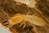 Photos of Termite Enemies