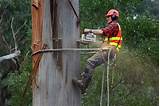 Arborist Climbing Harness