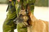Dog Handler In The Army Photos