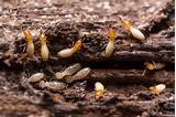 Ant Termite Control