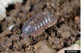 Pictures of Pill Bug Control