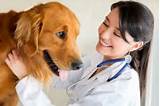Bachelor Degree Veterinary Medicine Pictures