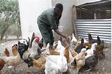 Profitable Poultry Farming In Kenya Images