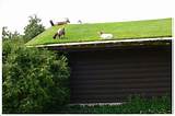 How To Maintain A Green Roof Images