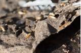 Termite Fumigation Bakersfield Pictures