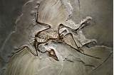 Pictures of Bird Dinosaur Fossil