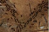 Photos of Pics Termites