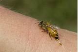 Images of Wasp Stinger