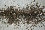 Infestation Of Carpenter Ants Pictures