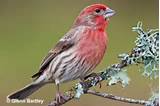 Images of House Finch Red