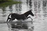 Images of Chincoteague Pony Swim
